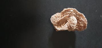 Zandroos uit de Sahara-woestijn beschikbaar voor biedingen