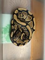 Vrouw triple het clown/albino/axanthic 530 gram, Dieren en Toebehoren