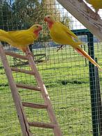 Princes of wallesparkieten, Dieren en Toebehoren
