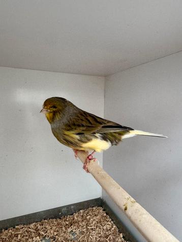 Gloster man, Dieren en Toebehoren, Mannelijk, Postuurkanarie