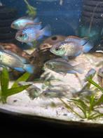 Electric blue acara, Dieren en Toebehoren, Vissen | Aquariumvissen, Vis