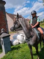 Arabier paard  Arabisch paard, Dieren en Toebehoren, Paarden, Ruin, Zadelmak, Gechipt