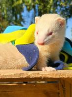 Albino fretten vrouwelijk, Animaux & Accessoires, Rongeurs, Femelle, Furet, Domestique