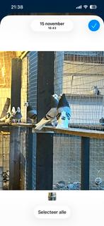 Duiven, Dieren en Toebehoren, Vogels | Duiven