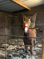 Super mooie pony!, Poney B (1.17 m à 1.27 m), Vermifugé, M, Poney de récréation
