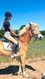 Mega brave haffi, Merrie, Zadelmak, E pony (1.48m - 1.57m), Met stamboom