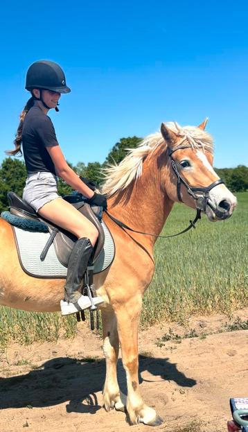 Mega good haffi, Jument, Débourré, Poney E (1.48 m - 1.57m), Avec pedigree