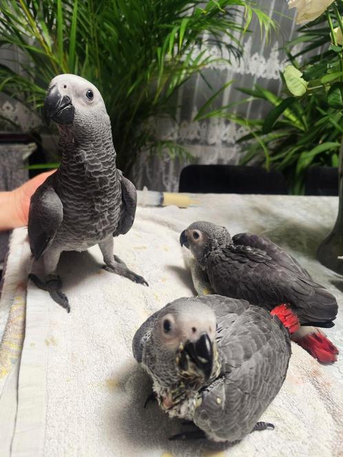 Gris de Gabon, Dieren en Toebehoren, Vogels | Parkieten en Papegaaien