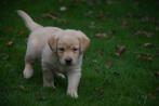 Labrador pups, crème kleurig, Dieren en Toebehoren, België, CDV (hondenziekte), 8 tot 15 weken, Teef
