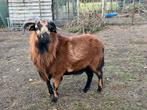 Prachtige kameroenram te koop, Dieren en Toebehoren, Mannelijk, Schaap, 0 tot 2 jaar