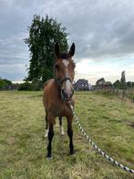 Tine - Fokmerrie/Draagmerrie, Dieren en Toebehoren, Paarden, Merrie, Niet van toepassing, 165 tot 170 cm, 11 jaar of ouder