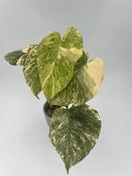 Monstera Legacy Variegated, Huis en Inrichting, Kamerplanten, Ophalen of Verzenden