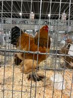 Brahma tt haan, Dieren en Toebehoren, Pluimvee, Mannelijk, Kip
