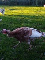 Kalkoen, Dieren en Toebehoren, Pluimvee, Kalkoen