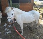 Welsh a merrie pony, Dieren en Toebehoren, Merrie