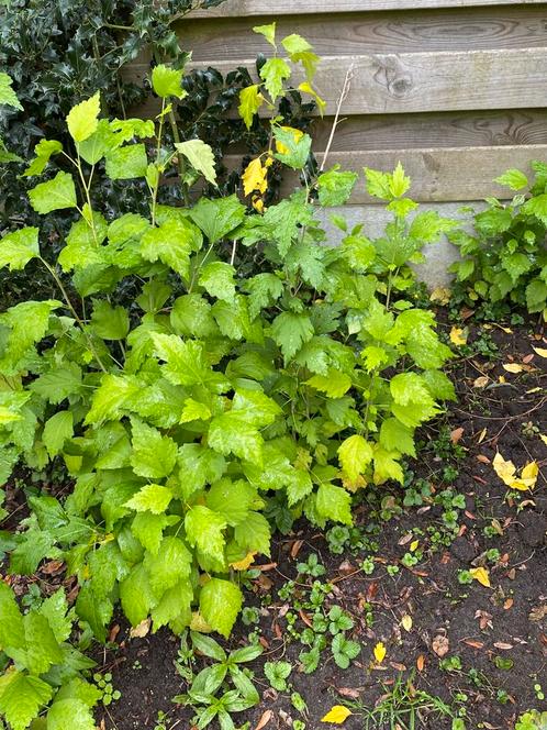 Hibiscus jonge planten. Chinese roos. Winterhard!, Tuin en Terras, Planten | Tuinplanten, Vaste plant, Overige soorten, Halfschaduw