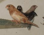 japanse meeuwtjes, Dieren en Toebehoren, Meerdere dieren, Tropenvogel, Geringd