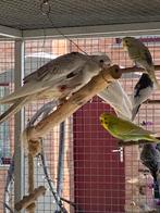 Perruches callopsittes, Dieren en Toebehoren, Vogels | Parkieten en Papegaaien