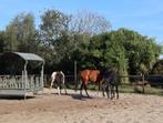 prive  pensionstalling, Dieren en Toebehoren, Weidegang, 1 paard of pony