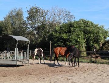 prive  pensionstalling beschikbaar voor biedingen