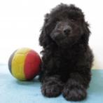 Dwergpoedel - belgische pups te koop, Poedel, België, Handelaar, CDV (hondenziekte)