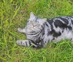 Brits korthaar tabby met stamboom, Dieren en Toebehoren, Katten en Kittens | Raskatten | Korthaar, Poes, Met stamboom, 3 tot 5 jaar
