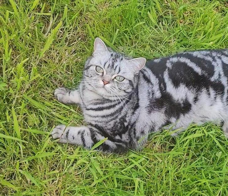 Brits korthaar tabby met stamboom, Dieren en Toebehoren, Katten en Kittens | Raskatten | Korthaar, Poes, 3 tot 5 jaar, Met stamboom