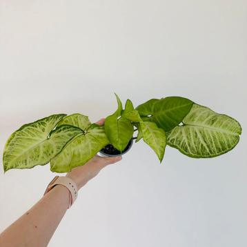 Syngonium podophyllum « Papillon blanc » (1)