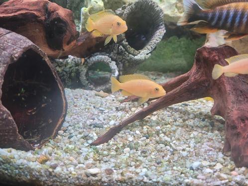 Mooie Malawi cichliden, Dieren en Toebehoren, Vissen | Aquariumvissen