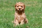 Cavapoo pups te koop, 15 weken tot 1 jaar, Overige rassen, Buitenland, CDV (hondenziekte)