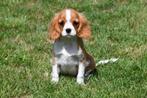 Cavalier King Charles Spaniël pups te koop
