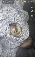 Mannelijke fret, Dieren en Toebehoren, Knaagdieren, Februari, Fret, Mannelijk, Tam