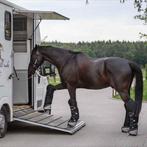 GEZOCHT: Trailervervoer voor mijn paard, Dieren en Toebehoren, Merrie, Zadelmak, 3 tot 6 jaar, Ingeënt