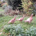 Kuiken van Rode Ardenner kalkoen raszuiver (haan), Dieren en Toebehoren, Kalkoen