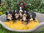Bener sennen pups te koop, Dieren en Toebehoren, Particulier, CDV (hondenziekte), Meerdere, 8 tot 15 weken