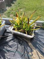 trachycarpus fortunei stekken, Tuin en Terras, Planten | Tuinplanten, Ophalen of Verzenden