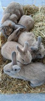 Kleine konijntjes, Dieren en Toebehoren, Konijnen