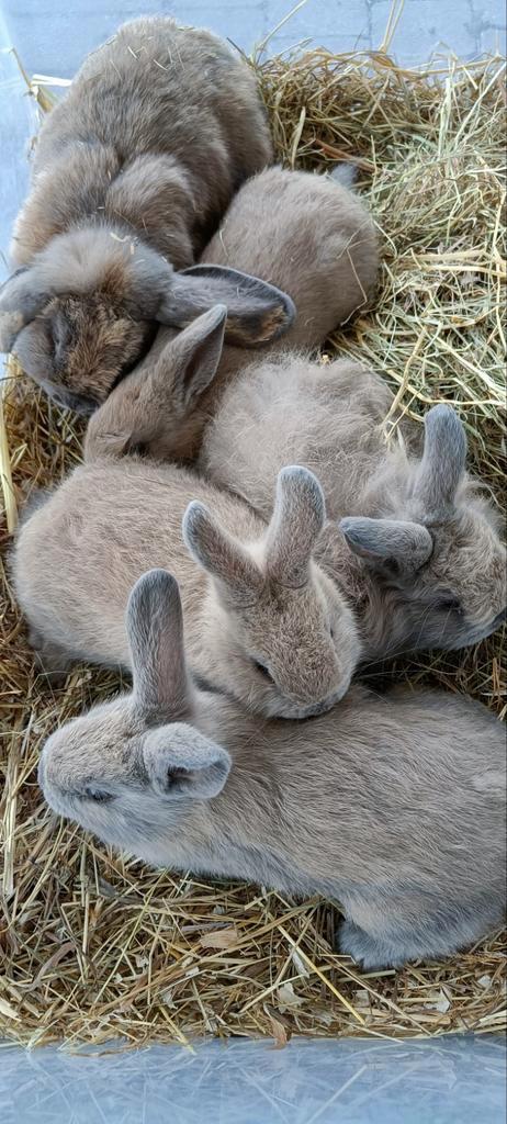 Kleine konijntjes, Animaux & Accessoires, Lapins