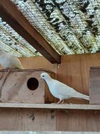 7 lachduiven, Dieren en Toebehoren, Vogels | Duiven, Meerdere dieren, Tortelduif