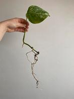Monstera Deliciosa Albo Variegata #1, Ophalen of Verzenden