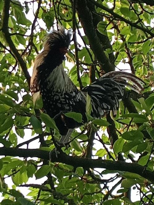 Padua broedeieren en kuikens beschikbaar, Dieren en Toebehoren, Pluimvee