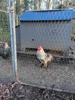 Haan cochin, Dieren en Toebehoren, Mannelijk, Kip