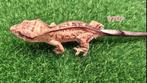 Crested gecko wimpergekko