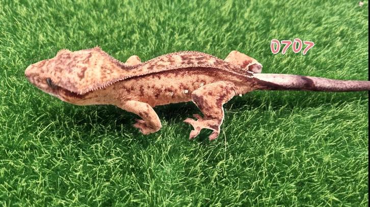 Crested gecko wimpergekko, Dieren en Toebehoren, Reptielen en Amfibieën