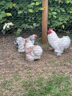 Broedeieren van deze cochin krielen, Dieren en Toebehoren, Pluimvee, Kip