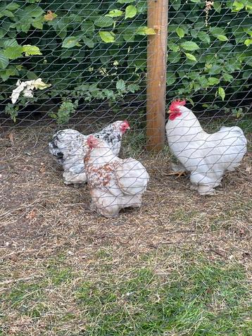 Broedeieren van deze cochin krielen, Dieren en Toebehoren, Pluimvee, Kip