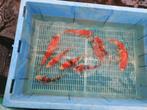 10 koi