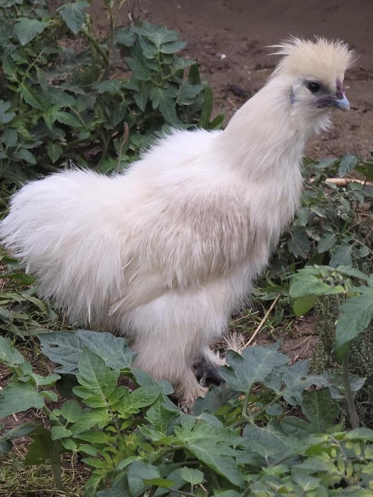 Zijdehoen haan, Dieren en Toebehoren, Pluimvee, Kip, Mannelijk