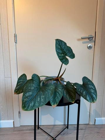 Philodendron Mamei beschikbaar voor biedingen
