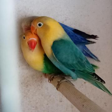 Fischerie beschikbaar voor biedingen